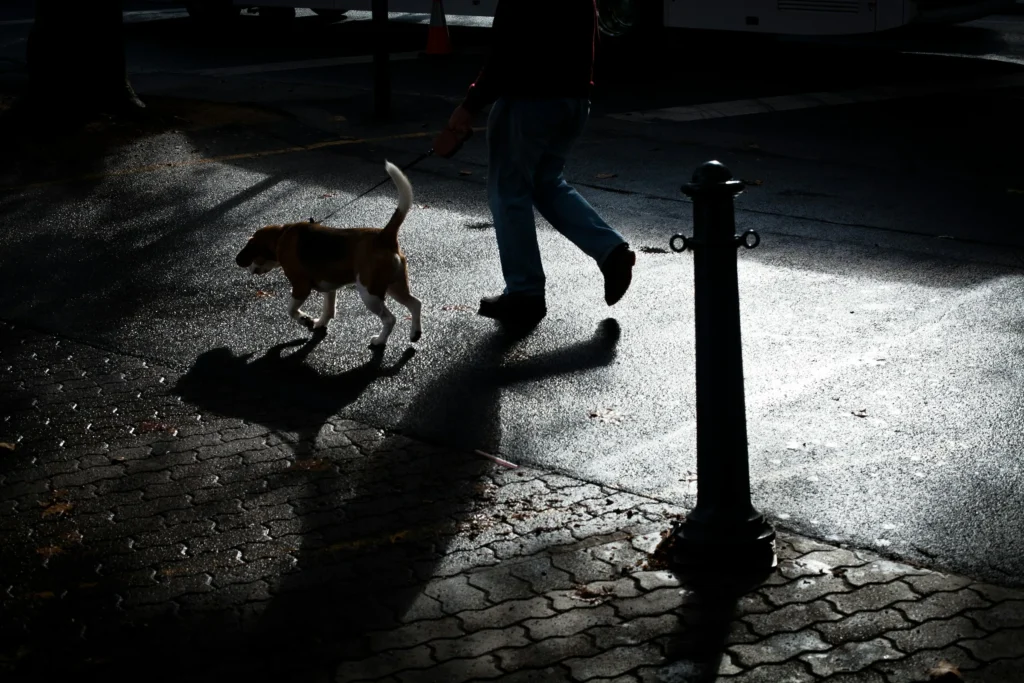 Counter-Surveillance and Security Awareness – Prevent Dog Theft