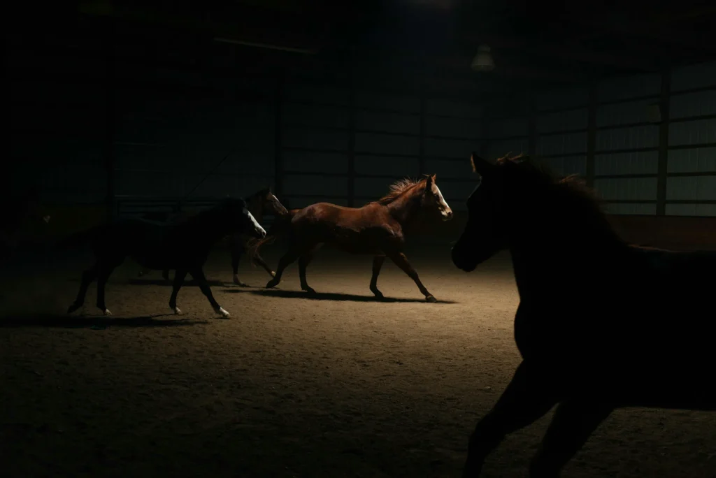 We Stole a Horse
